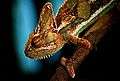Chameleon Wroclaw ZOO.jpg