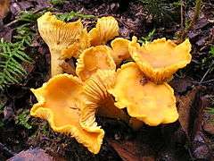 Yellow, funnel-shaped fungi with gill-like ridges along the side growing from a surface of dirt and leaves.