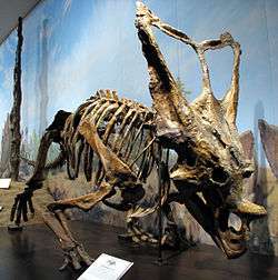 A skeleton of a dinosaur.