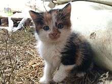 Calico cat (Felis silvestris catus)