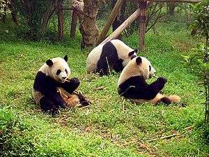 Three giant panda on grass.