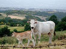 A Chianina cow and calf in a field in Tuscany