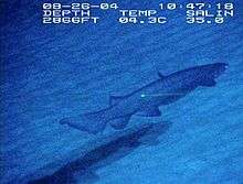 A shark swimming in dark water over sand; the labels indicate that it was taken on August 26, 2004 at a depth of 2866 ft, a temperature of 4.3°C, and a salinity of 35