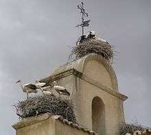 At least eight tall, black and white birds, in three nests on the roof of a building.