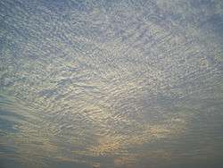 A large field of cirrocumulus clouds in a blue sky, beginning to merge near the upper left.