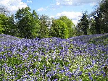 Ramparts of Iron Age hill fort covered in bluebells