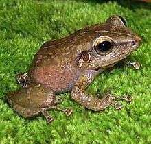 "In this image there is a brown coquí. The species resembles a small frog."