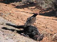 A large tan bird of prey with dark brown neck feathers and a bare red head sits on a dead cow in a desert with dead grass and scrub