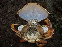 Crab moult with carapace lifted, exposing gills.