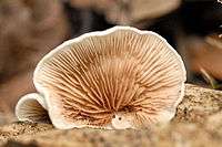 The underside of a single whitish to light brown, fan-shaped mushroom cap growing on a piece of wood. The cap has about 3 dozen lightly colored thin sections of tissue, closely spaced and arranged radially from a point originating near the surface of the wood.
