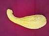 Yellow curved squash