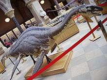 Long-necked dinosaur model