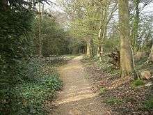 Path covered in sandy gravel winding through open woodland, with plants and shrubs growing on each side of the path.