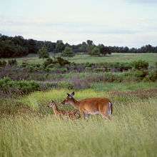 Two red-brown colored deer graze among tall grass and purple flowers in a meadow.