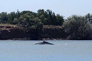 A whale breaches in a light blue body of water in the foreground. The far shore is steep and heavily vegetated.