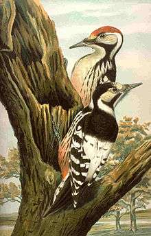 Drawing of a pair of woodpeckers
