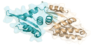 The DmoCre protein
