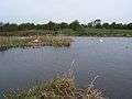 Doxey Marshes 2004.jpg