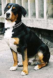 This sitting Greater Swiss Mountain Dog exhibits the preferred forequarters of the breed.
