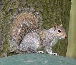 Squirrel oriented horizontally
