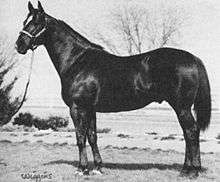 A black-and-white photo of a standing, dark-colored horse in a halter. The horse's body is sideways to the camera, but his head is turned to face the camera. There is a large white marking on his forehead.