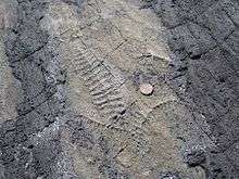 An Ediacaran fossil found at Mistaken Point.