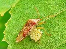 The parent bug on a leaf protectively placing its body over a cluster of eggs