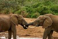 Elephant mating ritual 3.jpg
