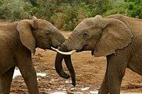 Elephant mating ritual 4.jpg