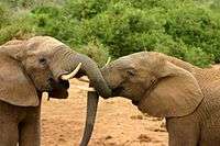 Elephants mating ritual 2.jpg