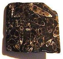 An irregular dark stone with a flat polished front; many white fragments of elongated, spiral, "corkscrew" shells seem to float in the dark stone