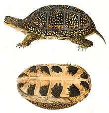 An illustration of a side of a turtle on a white background. The turtle has small, yellow spots on its shell; the bottom side of the shell is pictured bottom