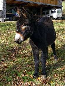 a small dark-coloured donkey