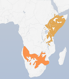 Ranges of Eurocephalus species