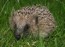 A spiky haired hedgehog sits in the grass, facing the camera.