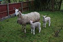 A Bluefaced Leicester ewe and her lambs stand in a garden on green grass.