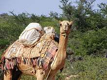 A leashed pack camel