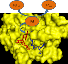 Cartoon depicting ferredoxin transferring an electron to FNR.