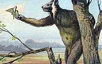 A large, hairy creature stands upright in a tree, holding the trunk for support while grabbing food with its right hand. It has big ears, long snout, and a human-like appearance.