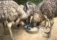 Farmed emu