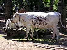 A Fjäll heifer