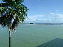 A color photograph of the greenish blue water of Florida Bay, featuring a large Sabal palm to the left and a mangrove island in the distance