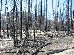 Mountainous region with blackened soil and trees due to a recent fire.