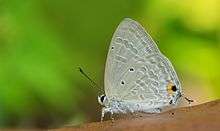 forget me not, Catochrysops strabo, butterfly in Kerala