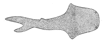 Black and white drawing of a fish with wide head and separated eyes, dorsal fin and shark-like tail
