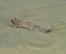 Common toad swimming