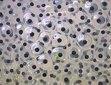 Photo of hundreds of black dots each surrounded by transparent sac