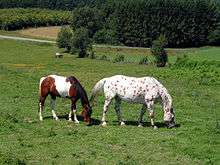 Two horses in a grassy field with trees and a road in the background. Both horses are colored brown and white, but the horse on the left has the colors in patches, while the horse on the right is spotted.