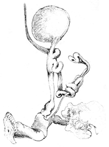Oval spermatheca, connected with atrial diverticulum with atrium; fine tubular epiphallus; sketch of surrounding spermoviduct