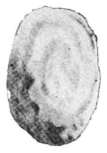 A roughly oval shell plate which is slightly domed and slightly irregular on the surface, with very few distinctive features